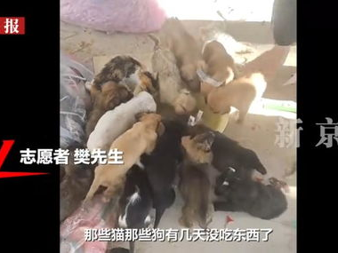 弃儿悲歌：快递站旁幼犬幼猫惨遭遗弃，生命凋零引关注
