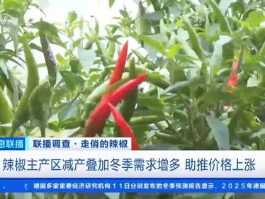 辣椒价格飙升，市场波动引发关注