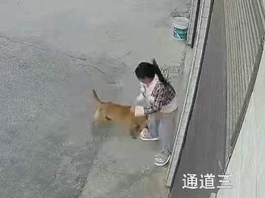安化惊魂：狗狗追咬女孩，社区紧急应对