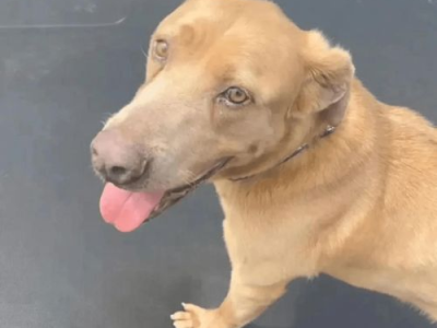 千日追凶：女子为爱犬复仇，誓要揭开真相之谜