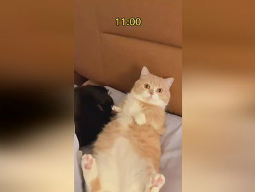 冬日晨曦：养狗人与养猫人的温馨日常