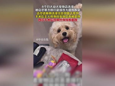 宠物店店员暴力摔幼犬致狗终身残疾